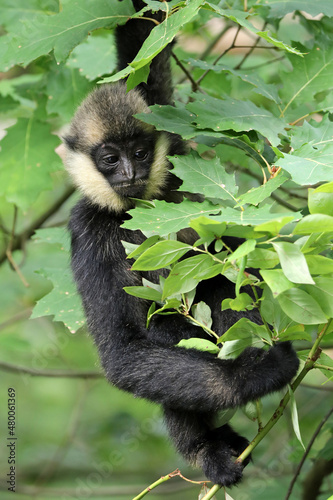 loseup image of a Northern white-cheeked gibbon  Nomascus leucogenys  monkey in the forest