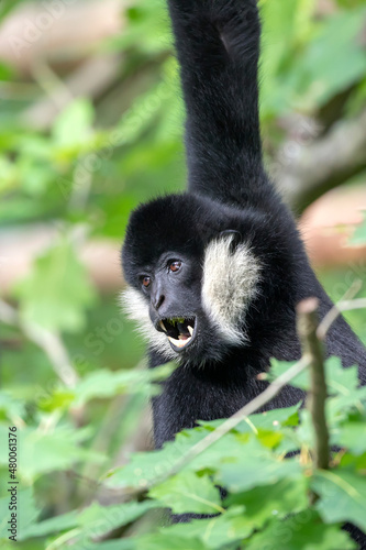 loseup image of a Northern white-cheeked gibbon (Nomascus leucogenys) monkey in the forest