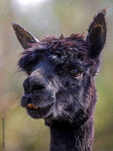 closeup portrait of alpaca (Lama pacos)