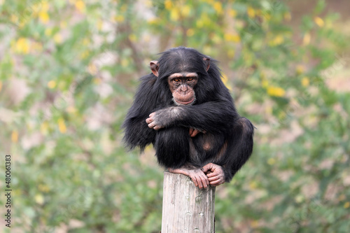 Fotobehang close up shot of chimpanzee (Pan troglodytes) in habitat