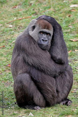 Female Western Lowland Gorilla in green forest