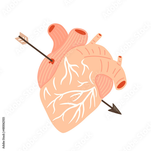 Human heart with Cupid's arrow. Vector flat illustration
