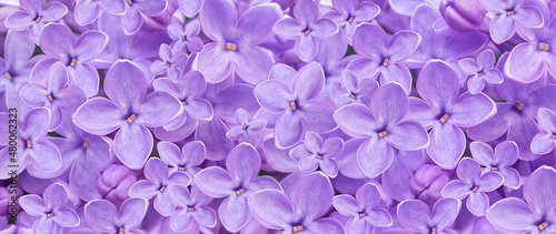 Lilac flowers background. Abstract floral background, copy space. © Olena Kuzina