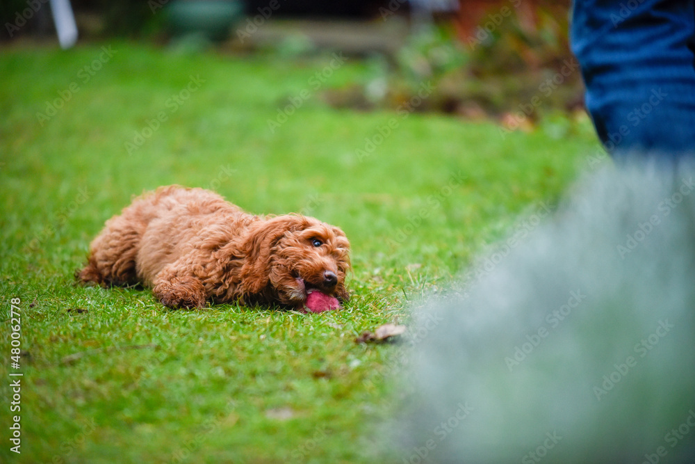 A cute young dog is learning to play fetch outside in a garden
