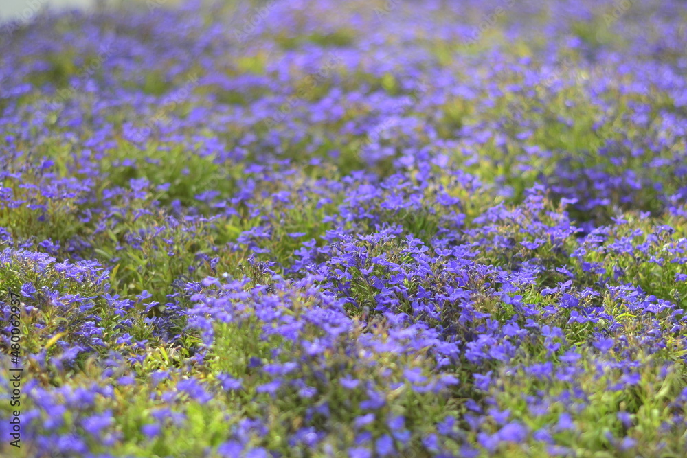 Obraz premium lavender field in region