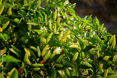 Chili Plant in the vegetable garden