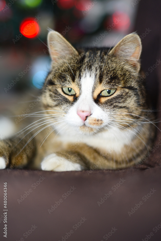 Fototapeta premium Portrait of pretty cat looking at camera, close up