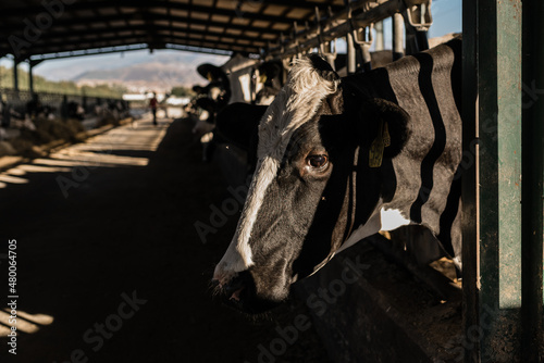 Close up view of a cow in a cowshed at a dairy farm. Livestock industry concept.