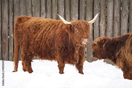 highland cow and calf