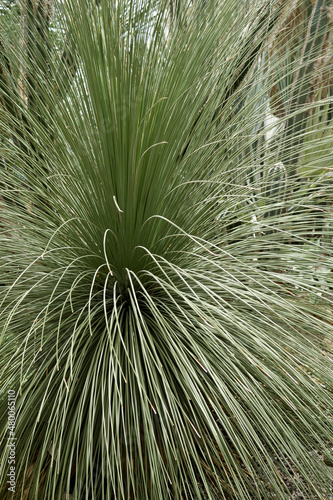 Image of Mexican grass tree (Dasylirion quadrangulatum, also known as Dasylirion longissimum)