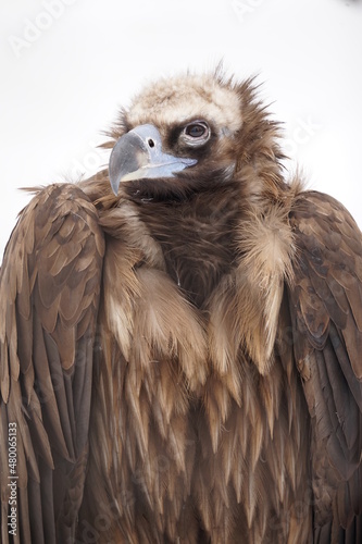 close up of an eagle