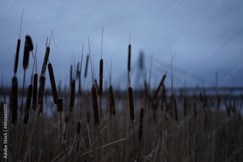 Obraz premium reeds at sunset