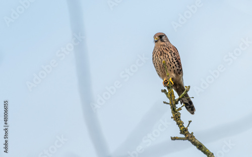 Wallpaper Mural Female common kestrel (Falco tinnunculus) perched on a tree branch, isolated against a blue sky Torontodigital.ca