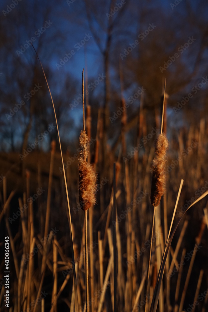 Fototapeta premium grass in the wind