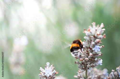 bumblebee on a flower © Davide