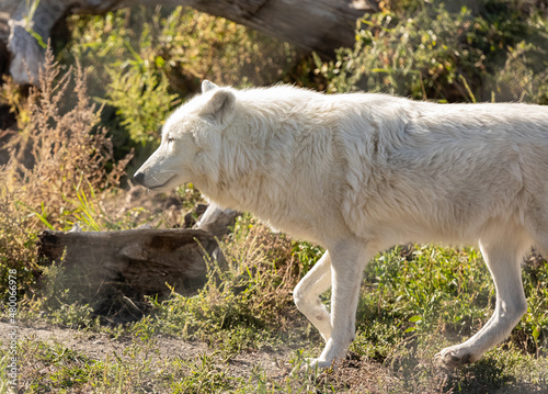 Arctic wolves -Canis lupus arctos- in captivity. Close-up of a white arctic wolf.