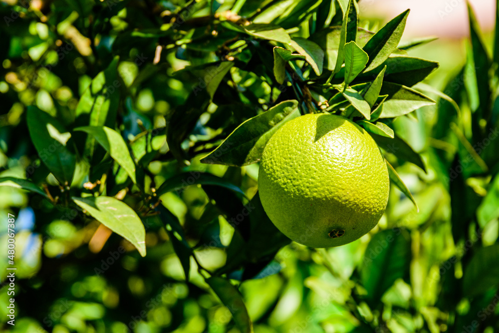 Green mandarin fruit on tree at the orchard