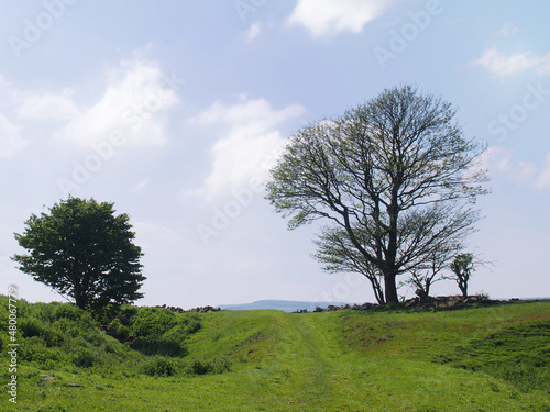 spring trees in a high grass covered meadow looking over the calder valley and midgley moor in west yorkshire photo