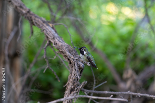Hummingbird sitting on a branch © yobab