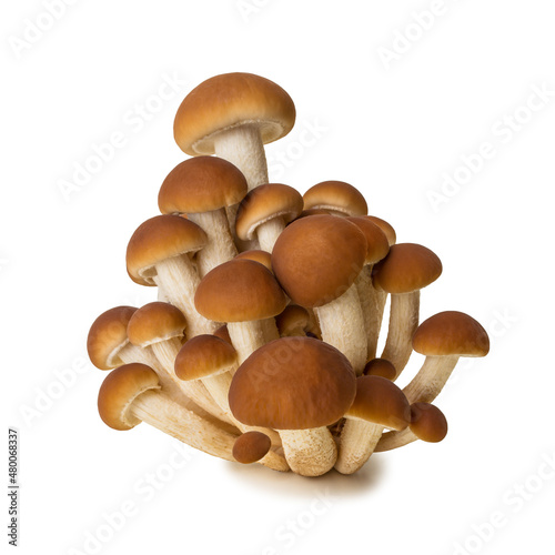 Mushrooms honey agarics Armillaria isolated on white background