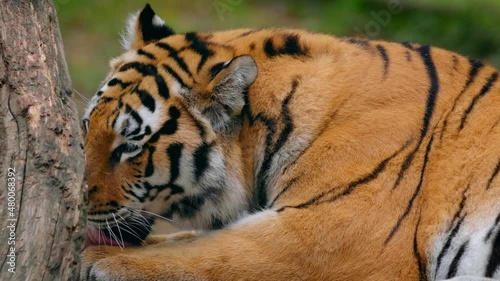 panthera, tigris, altaica, siberian, tiger, cat, feline, animal, wildlife, mammal, predator, carnivore, beast, asia, asian, orange, reddish, big, stripes, striped, fur, coat, white, rest, relax, siest photo