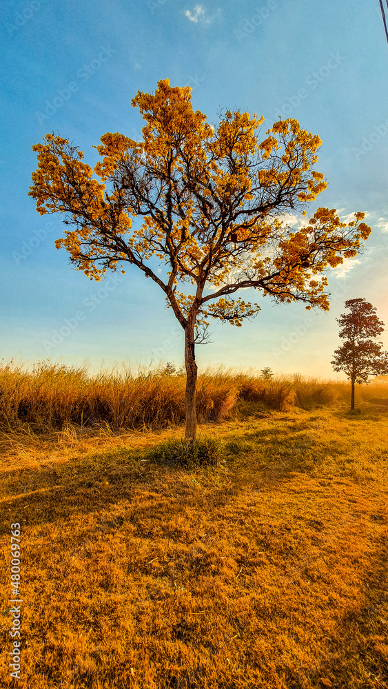 Fototapeta premium tree in autumn