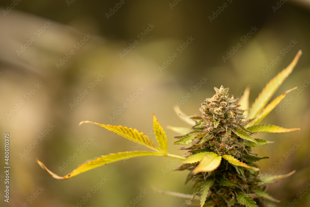 Cannabis medicinal THC CBD Marihunana Marijuana