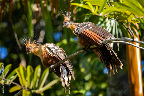 Pair of hoatzin reptile birds close up portrait in rainforest photo