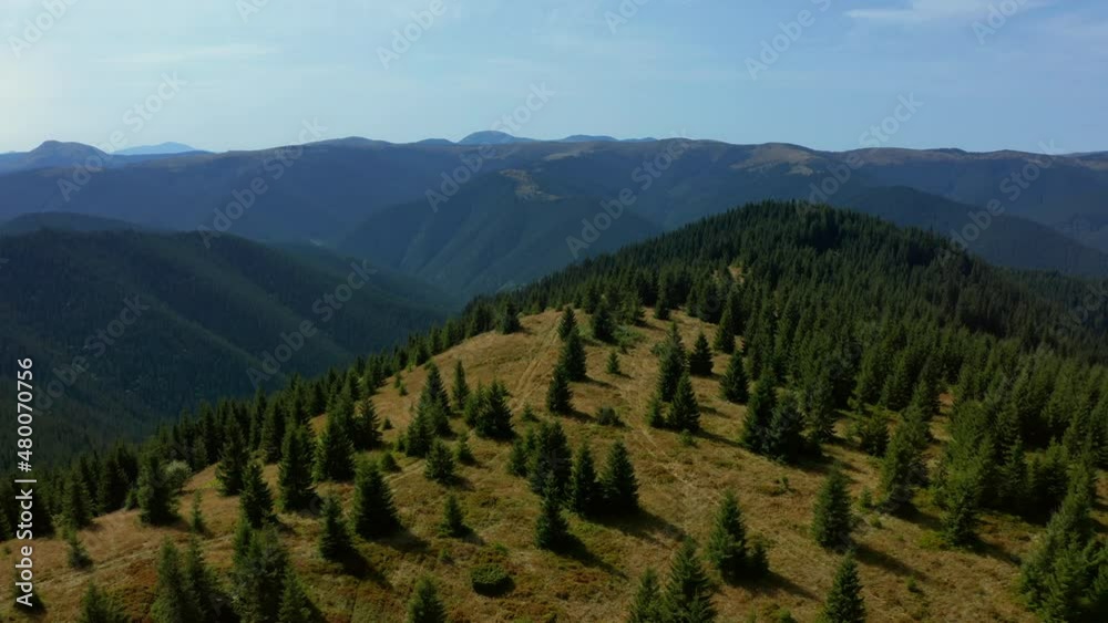 Sunny hills trees panorama with amazing spruces growing beautiful cloudless sky.