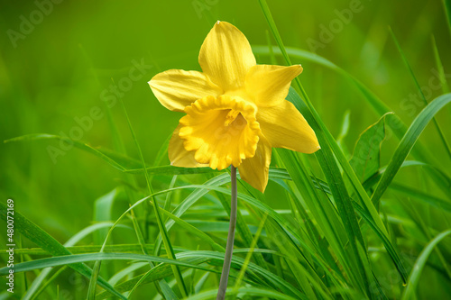 Closeup of a daffodil flower. Romantic spring flower at sunny spring day
