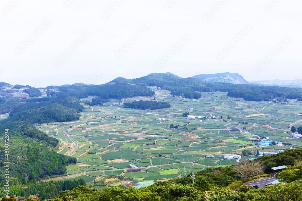 大野岳公園から見下ろす頴娃町のお茶畑
