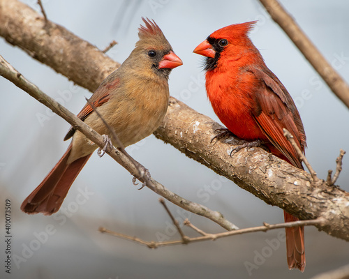 Northern Cardinal Pair Facing Each Other as They Perch on Bare Branches on A Wintry Day in Louisiana