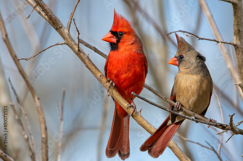 Pair of Northern Cardinals Perched on Branches Against Cold Winter Blue Sky in Louisiana