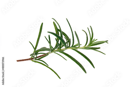 Rosemary isolated on a white background