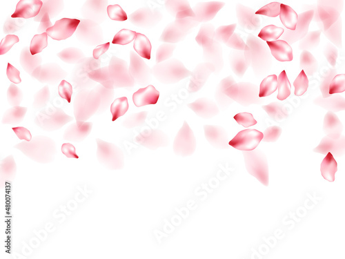 Pink sakura flower flying petals isolated on white vector background.