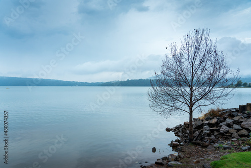 árbol junto a lago