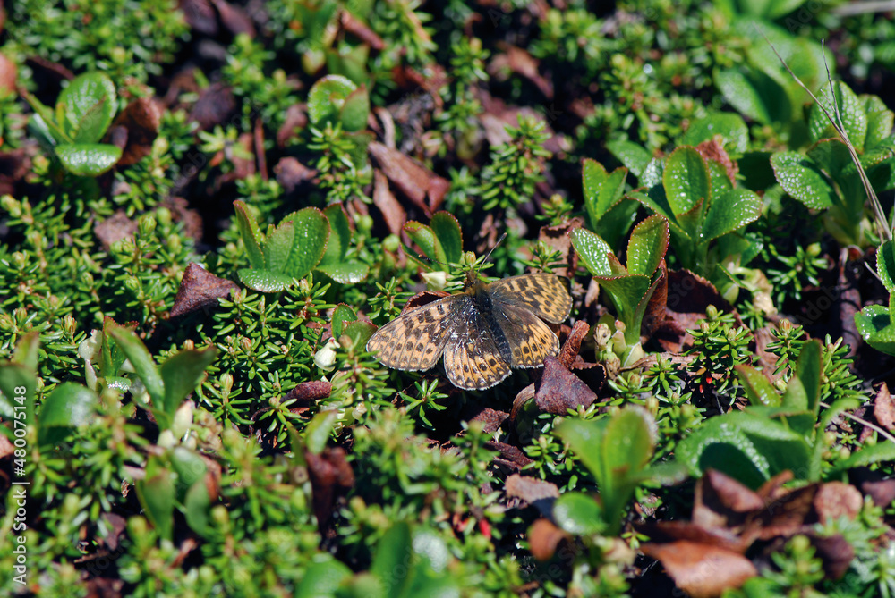 Obraz premium アサヒヒョウモン（北海道・大雪山） 