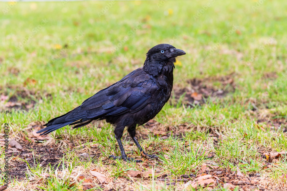 A single Australian Raven is standing on the ground of an inner-city park in Melbourne, Australia A single Australian Raven is standing on the ground of an inner-city park in Melbourne, Australia