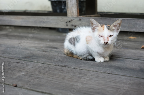 sleepy cat
