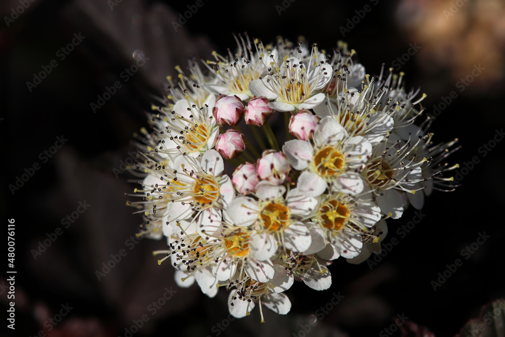 Macro of a pinks and white cluster of Spiera flowers Macro of a pinks and white cluster of Spiera flowers