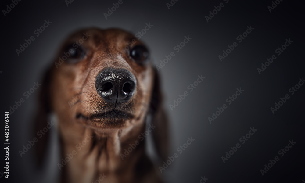 Portrait of dog on a dark background