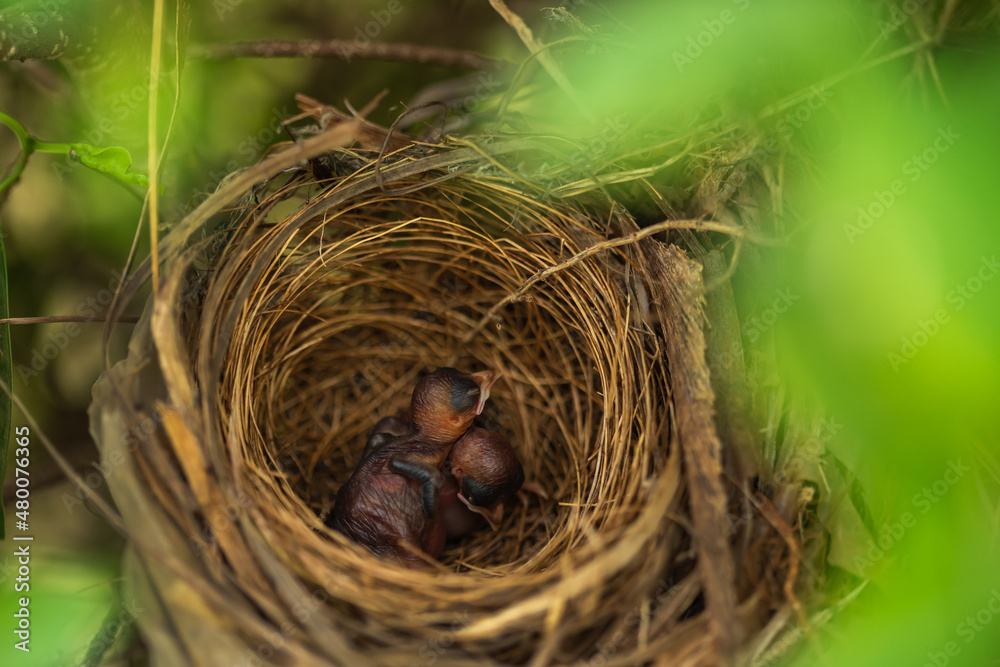 baby bird resting in a nest on a tree branch baby bird resting in a nest on a tree branch