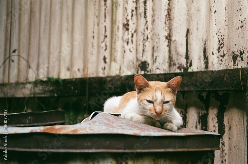 sleepy cat 2