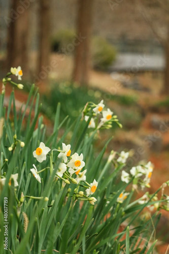 flowers in the meadow