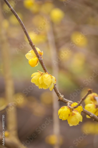 yellow buds