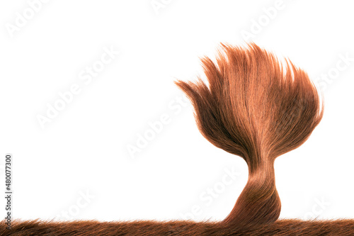 Tree made of hair , Brown red hair natural , isolated on white background , beauty