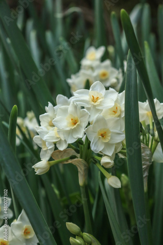 daffodils in spring