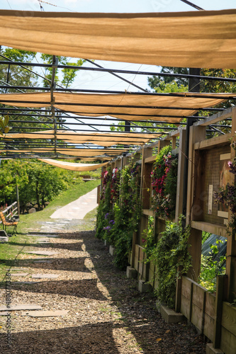 greenhouse with plants
