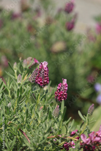 butterfly on flower