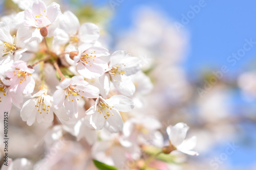 Soft Pink Cherry Blossom, Blue Sky Background © littlekissphotograpy
